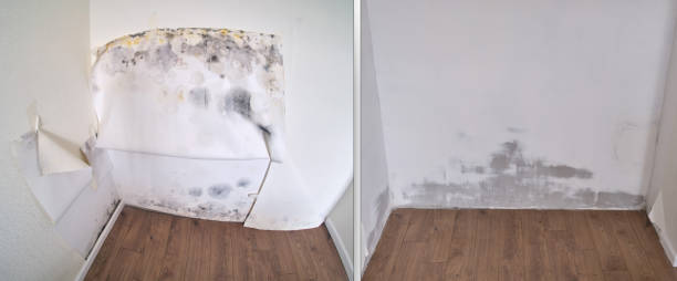 Best Professional Mold Removal  in USA